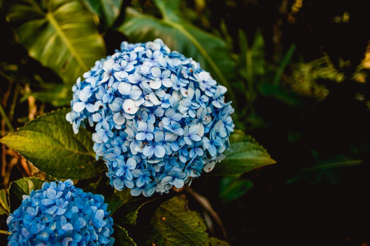 Sitio Das Hortensias Chales Conceição da Ibitipoca Eksteriør bilde